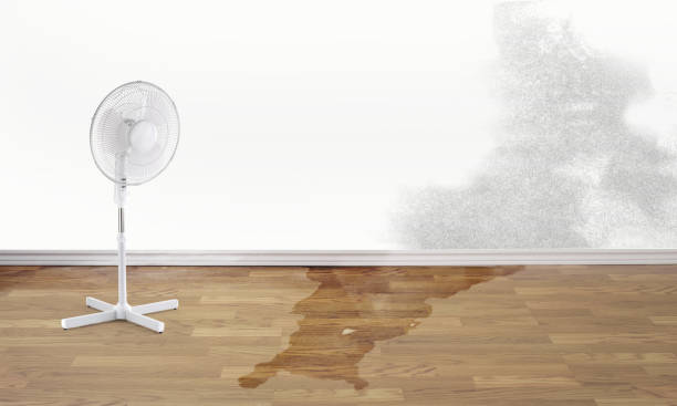 Best Water damage restoration experts  in Mount Sterling, IL